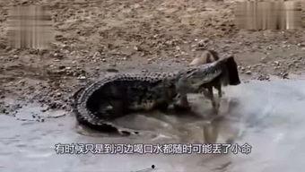 娱乐吃瓜君迅猛龙唱歌,迅猛龙跨界唱歌，音乐界新势力崛起  第3张