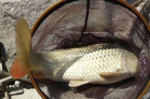 爆料大明星大鲤鱼视频,揭秘娱乐圈幕后风云 第3张 爆料大明星大鲤鱼视频,揭秘娱乐圈幕后风云 第3张